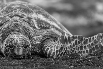 Close-up of turtle on field
