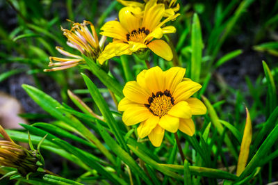 Close-up of yellow flower