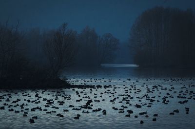 Flock of birds in lake