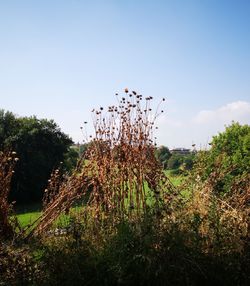 Plants growing on field against sky