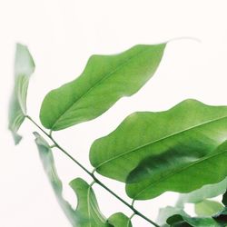 Close-up of leaves over white background