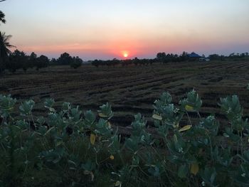 Scenic view of field against sky during sunset