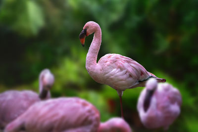 Close-up of birds in lake