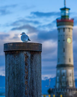 Seagull perching on wooden post against sky