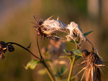 Close-up of wilted plant