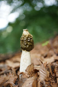 Close-up of mushroom growing on field