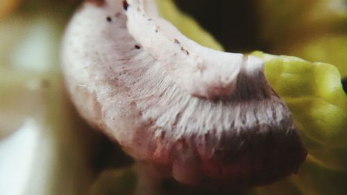 Close-up of mushroom growing outdoors