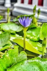 Close-up of lotus water lily in pond