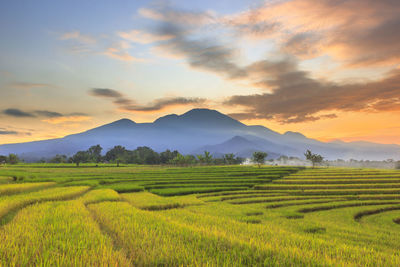 Scenic view of field against sky during sunset