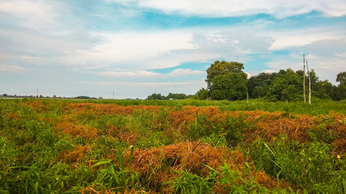 Scenic view of field against sky