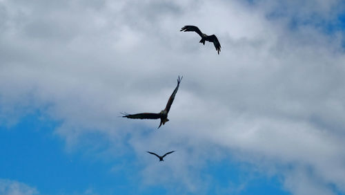 Low angle view of birds flying in sky