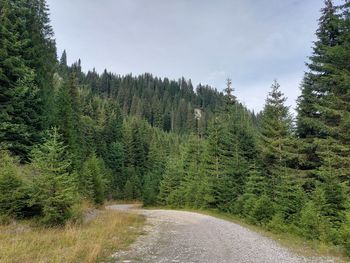 Road amidst trees against sky