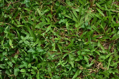 High angle view of bamboo plants on field