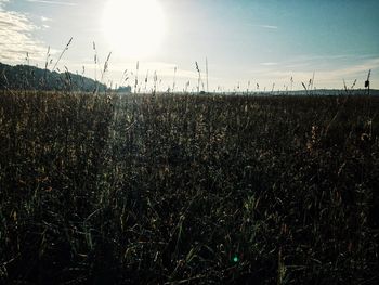 Plants growing on field