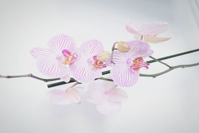 Close-up of pink cherry blossom against white background