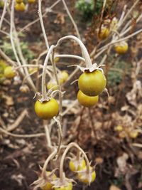 Close-up of fruit growing on plant
