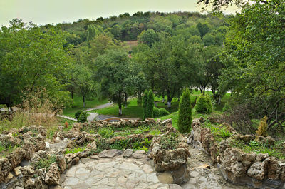 Plants and trees on landscape