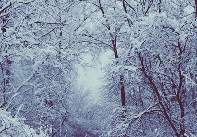 Snow covered trees in forest