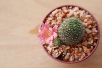 Directly above shot of pink flower on table