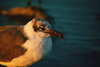 Close-up of bird