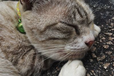 Close-up of cat sleeping