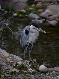 View of bird perching on rock