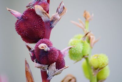 Close-up of bumblebee on fruit