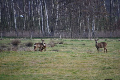 Horses in a field