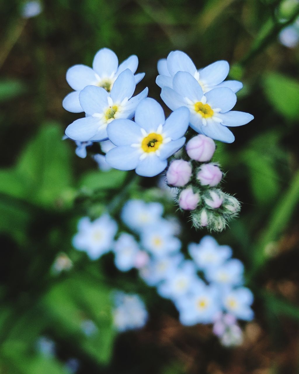 flower, nature, beauty in nature, fragility, growth, petal, freshness, plant, blooming, no people, flower head, outdoors, day, close-up