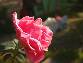 Close-up of pink rose blooming outdoors