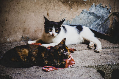 Portrait of cat resting outdoors