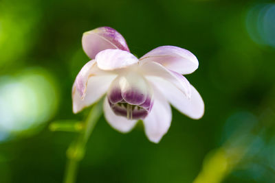 Close-up of white flowering plant