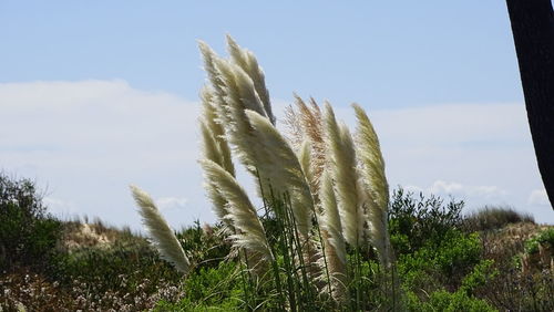 Close-up of plants against sky