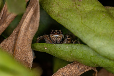 Close-up of frog on leaves