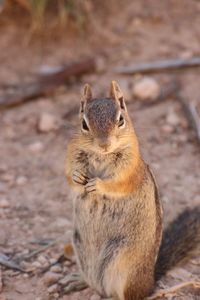 Close-up of squirrel sitting on land