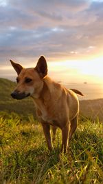 Dog on mountain field against sky during sunset