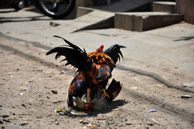 View of cock fight on ground