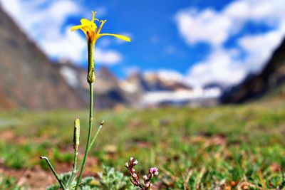 Close-up of flowering plant on field