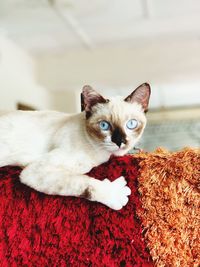 Close-up portrait of cat relaxing on bed