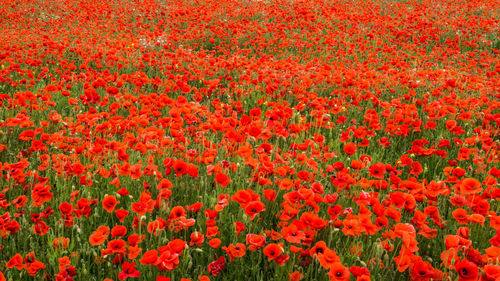 Full frame shot of red poppy flowers on field