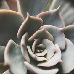 Close-up of flower