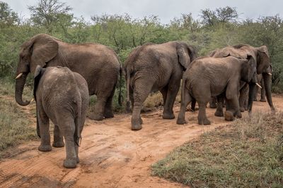 Elephants walking in a field