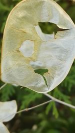 Close-up of plant