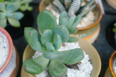 Close-up of succulent plant