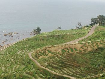 High angle view of green tree on field against sky