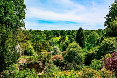 Scenic view of forest against sky