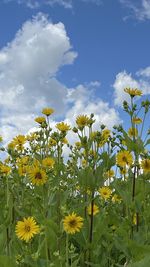 Close-up of yellow flowering plants on field against sky