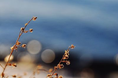 Close-up of plant against sky