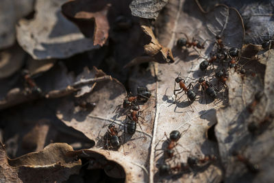 Close-up of flock of ants on dead leaves