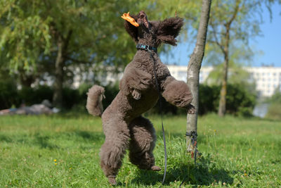 Dog playing on field